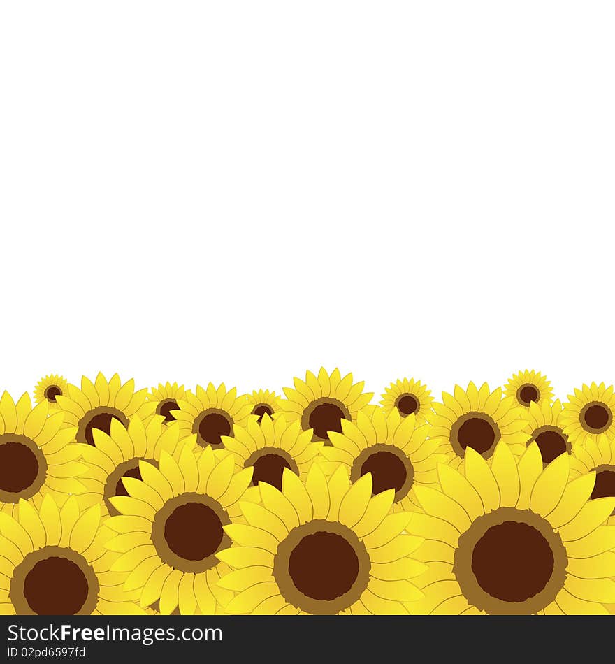 Summer meadow, sunflowers background for your design, vector illustration