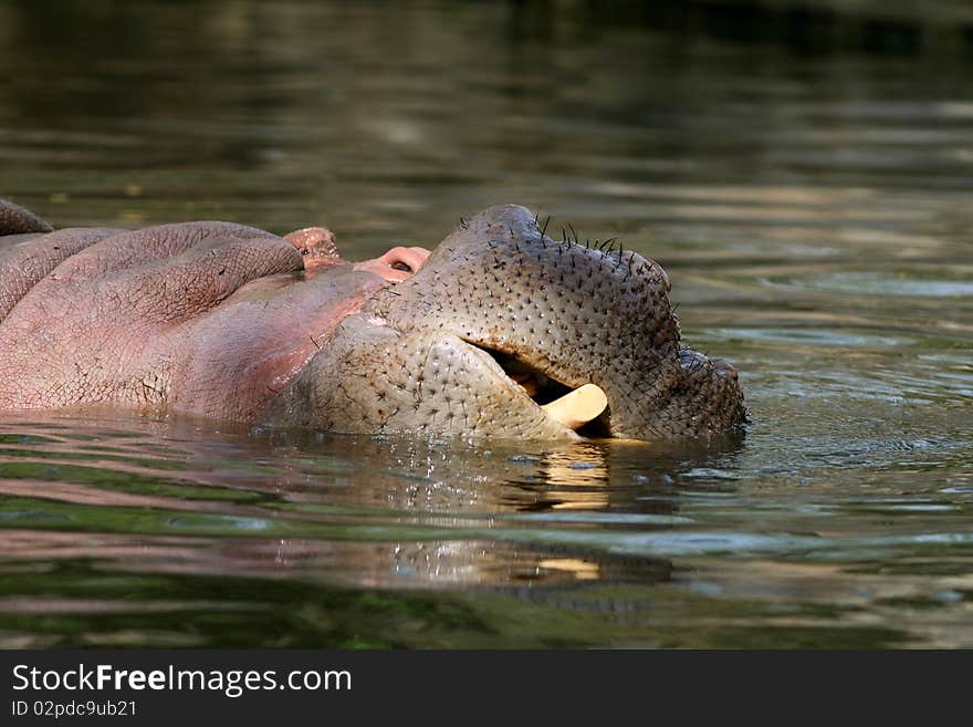 Hippopotamus portrait