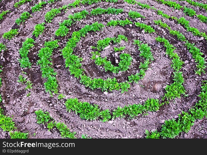 Only the green leaves which have appeared from the earth of colours planted in the form of a spiral. Only the green leaves which have appeared from the earth of colours planted in the form of a spiral