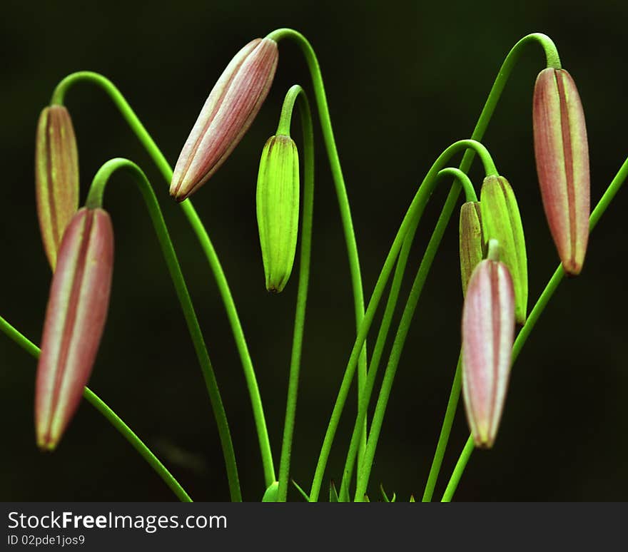 No flowering lily photoed in Tibet. No flowering lily photoed in Tibet