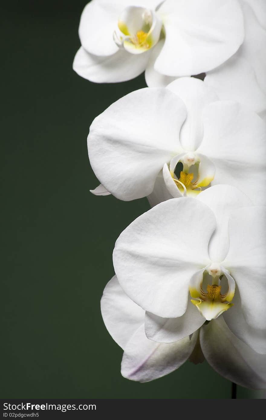 Beautiful Orchid