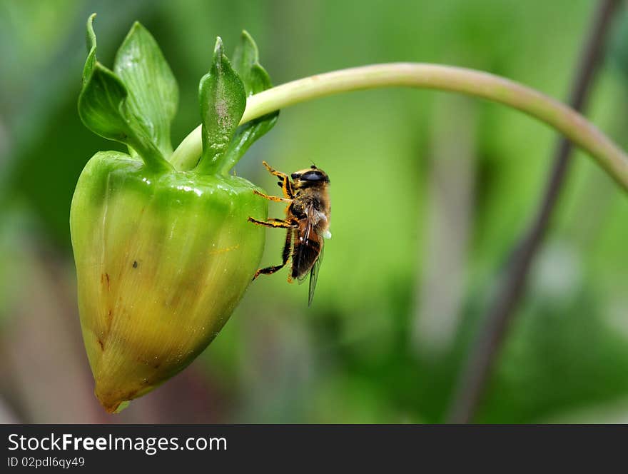 Honeybee setting on the flower stem