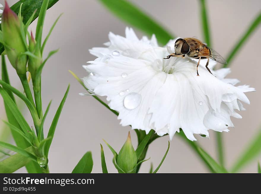 Honeybee setting on the white flower