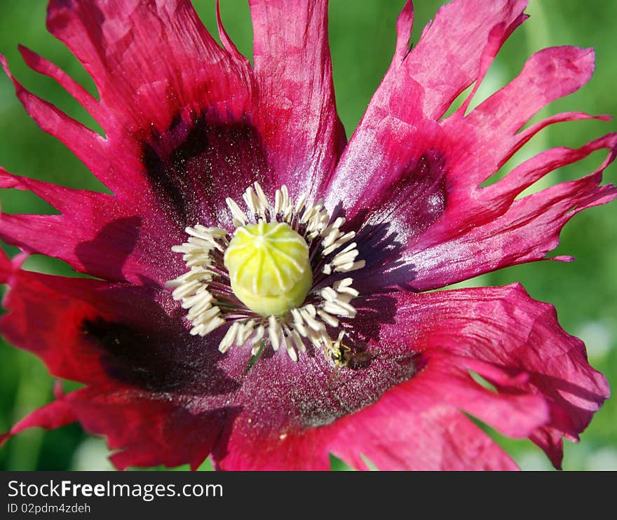 Darkly crimson poppy close up