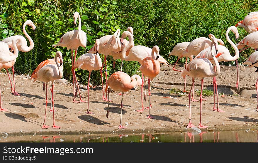 A lot of pink flamingo in the zoo. A lot of pink flamingo in the zoo