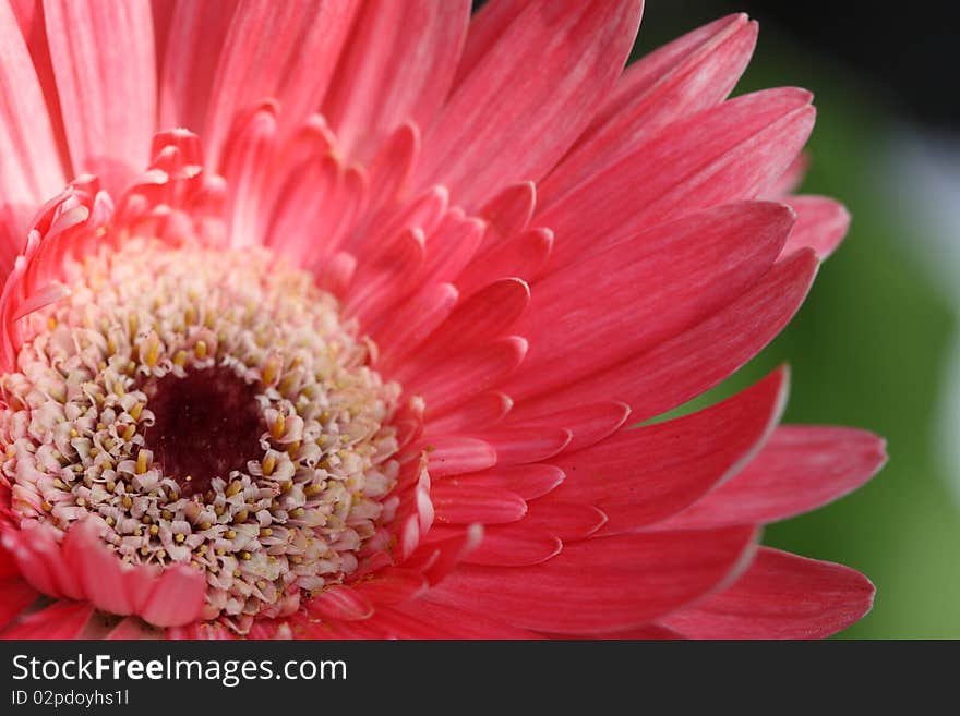 Pink gerbera flower detailed macro