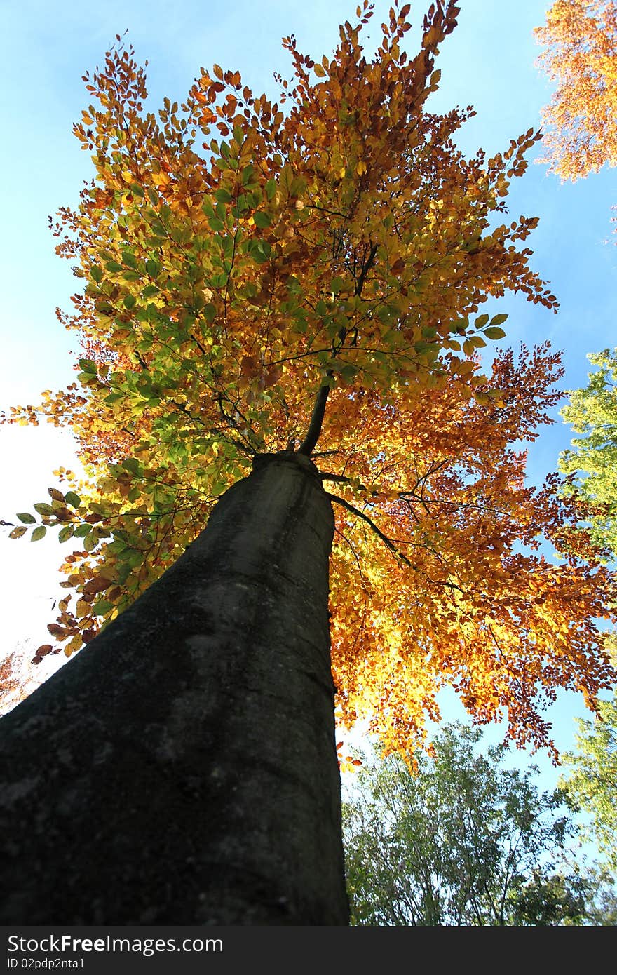 Tree Autumn Leafs