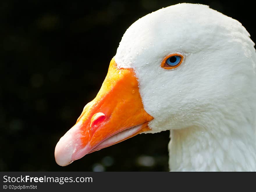 Goose