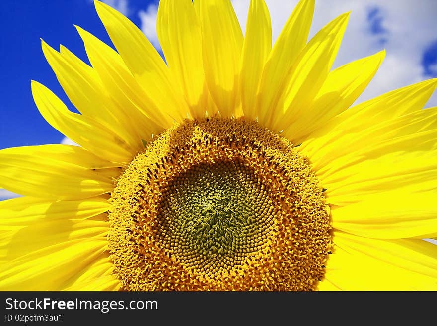 One sunflower