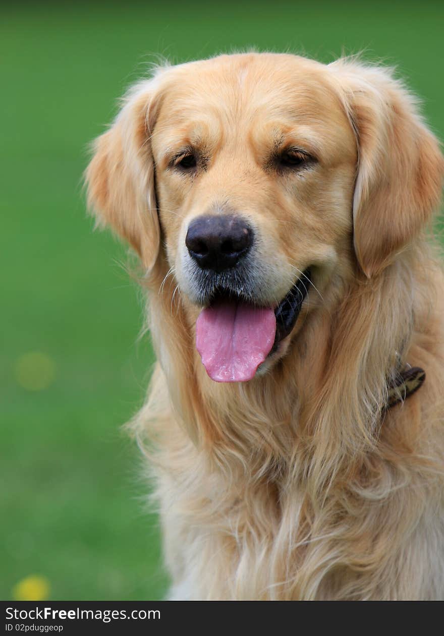 Beautiful Dog Golden Retriever