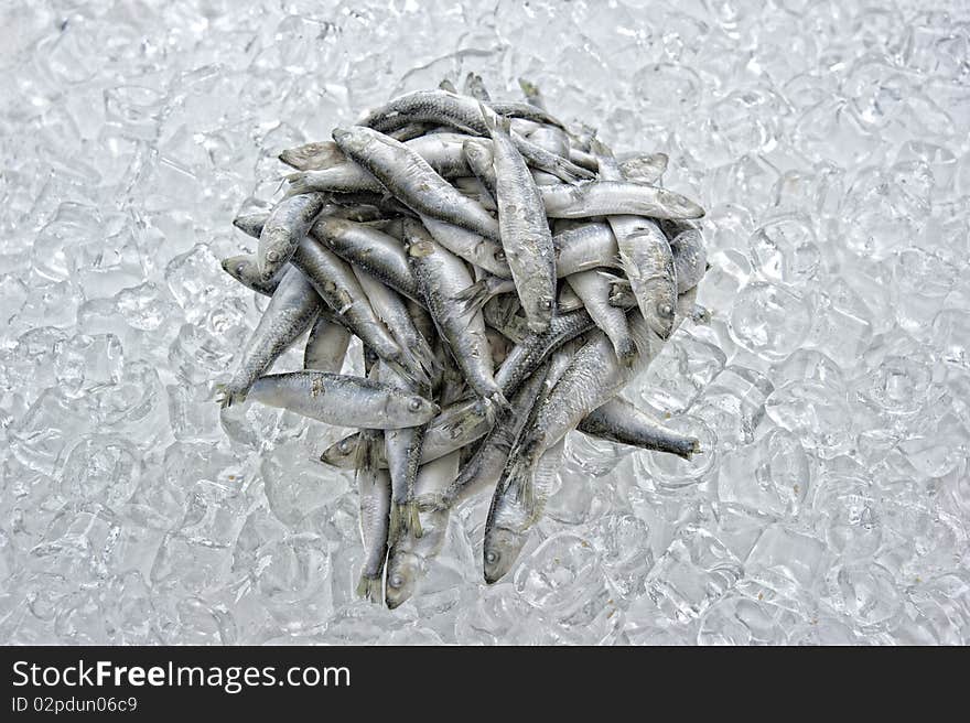 Frozen small fish on ice. Frozen small fish on ice