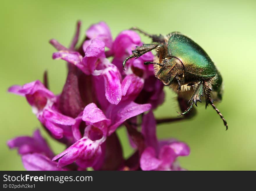 Goliath beetle