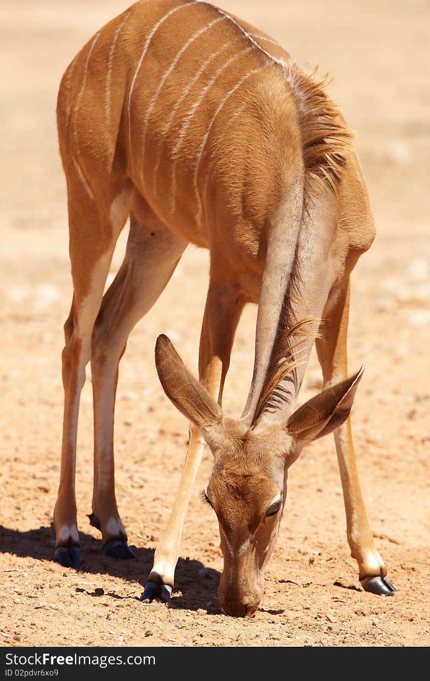 Single Kudu (Tragelaphus Strepsiceros) standing in the nature reserve in South Africa