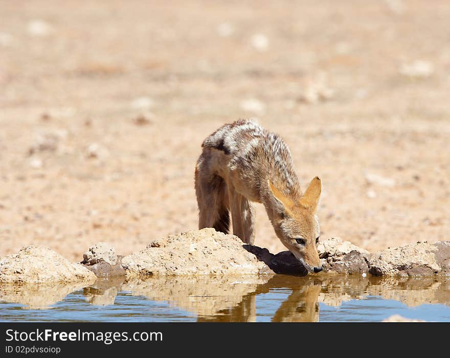 Black-backed Jackal (Canis mesomelas)