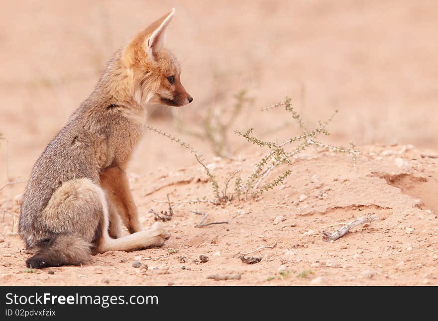 Alert Black-backed baby Jackal (Canis mesomelas) in South Africa. Alert Black-backed baby Jackal (Canis mesomelas) in South Africa