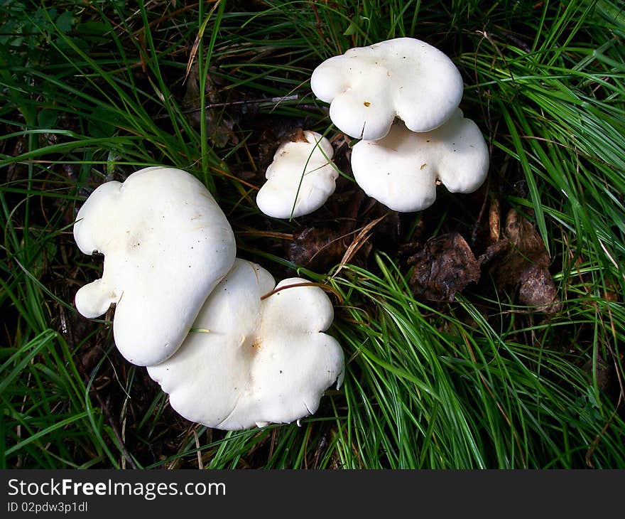 White mushrooms in herb