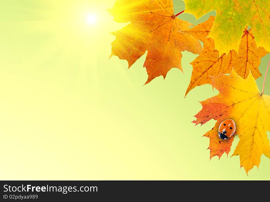 Maple leaves and  ladybird on a yellow background