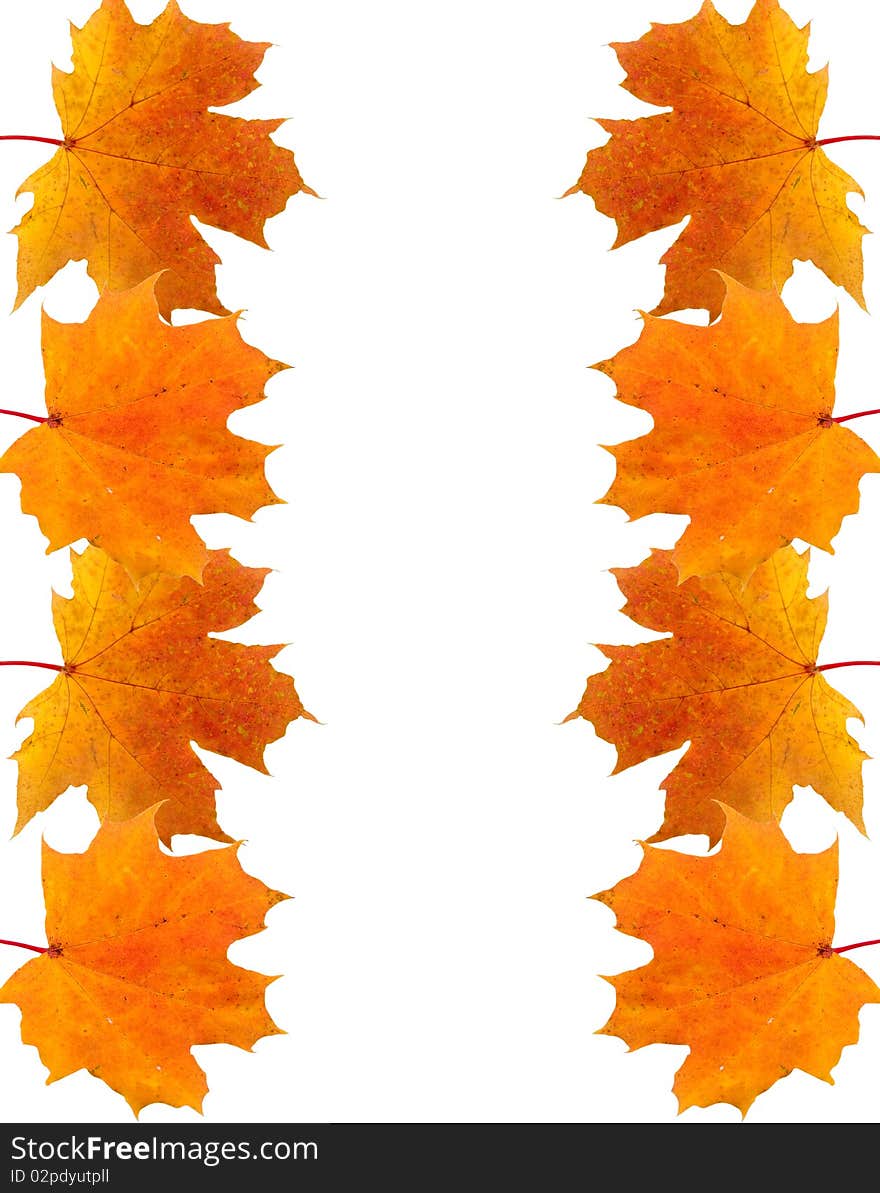 Frame of autumn maple leaves on white background