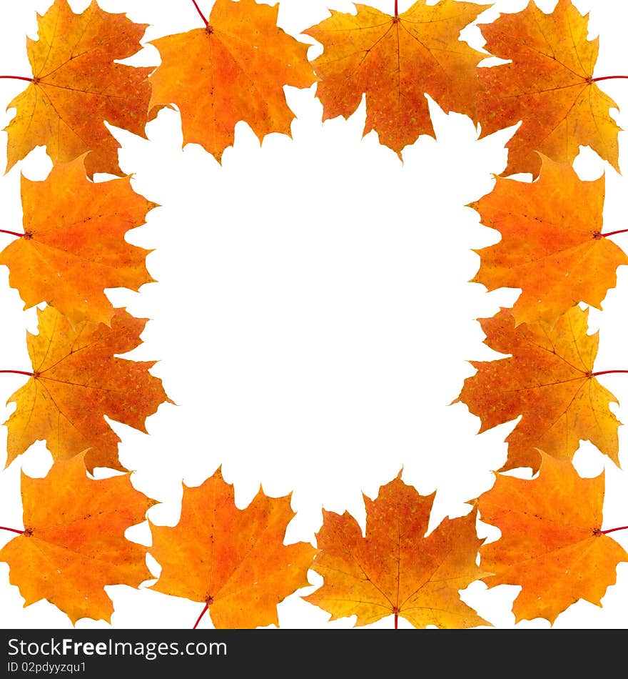 Frame of autumn maple leaves on white background