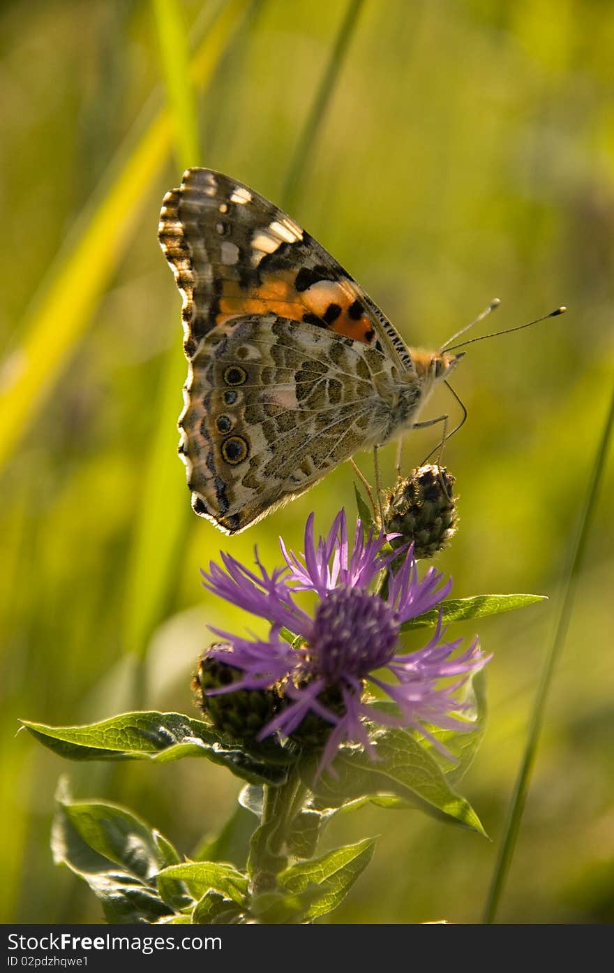 Painted Lady On Purple Flower