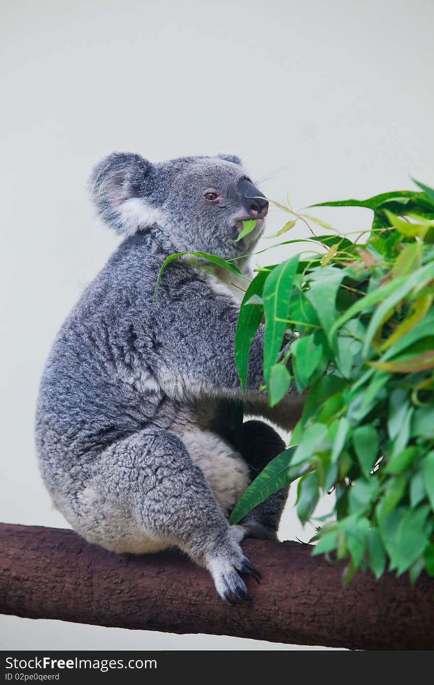 A koala is sitting on a eucalyptus trunk branch, eating the fresh green leaves of eucalyptus. A koala is sitting on a eucalyptus trunk branch, eating the fresh green leaves of eucalyptus.