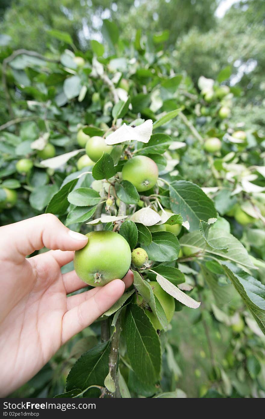 Picking an apple from tree