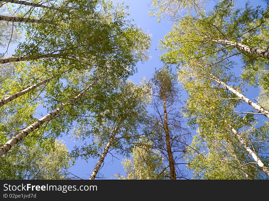 Birch grove view of the vertex birch natural background. Birch grove view of the vertex birch natural background