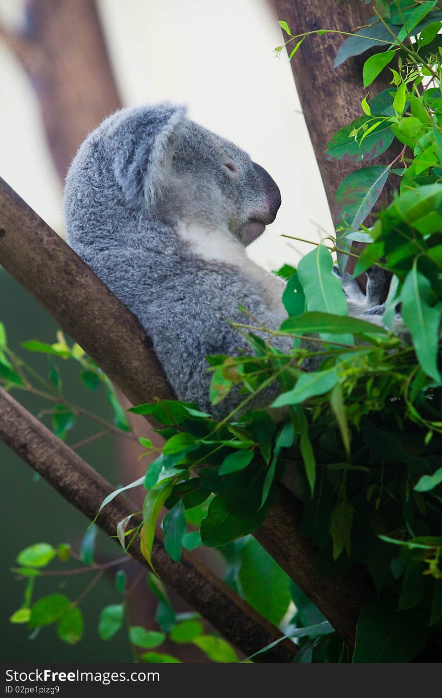 A koala is lying on a eucalyptus trunk branch sleeping, surround by fresh leaves of eucalyptus. A koala is lying on a eucalyptus trunk branch sleeping, surround by fresh leaves of eucalyptus.