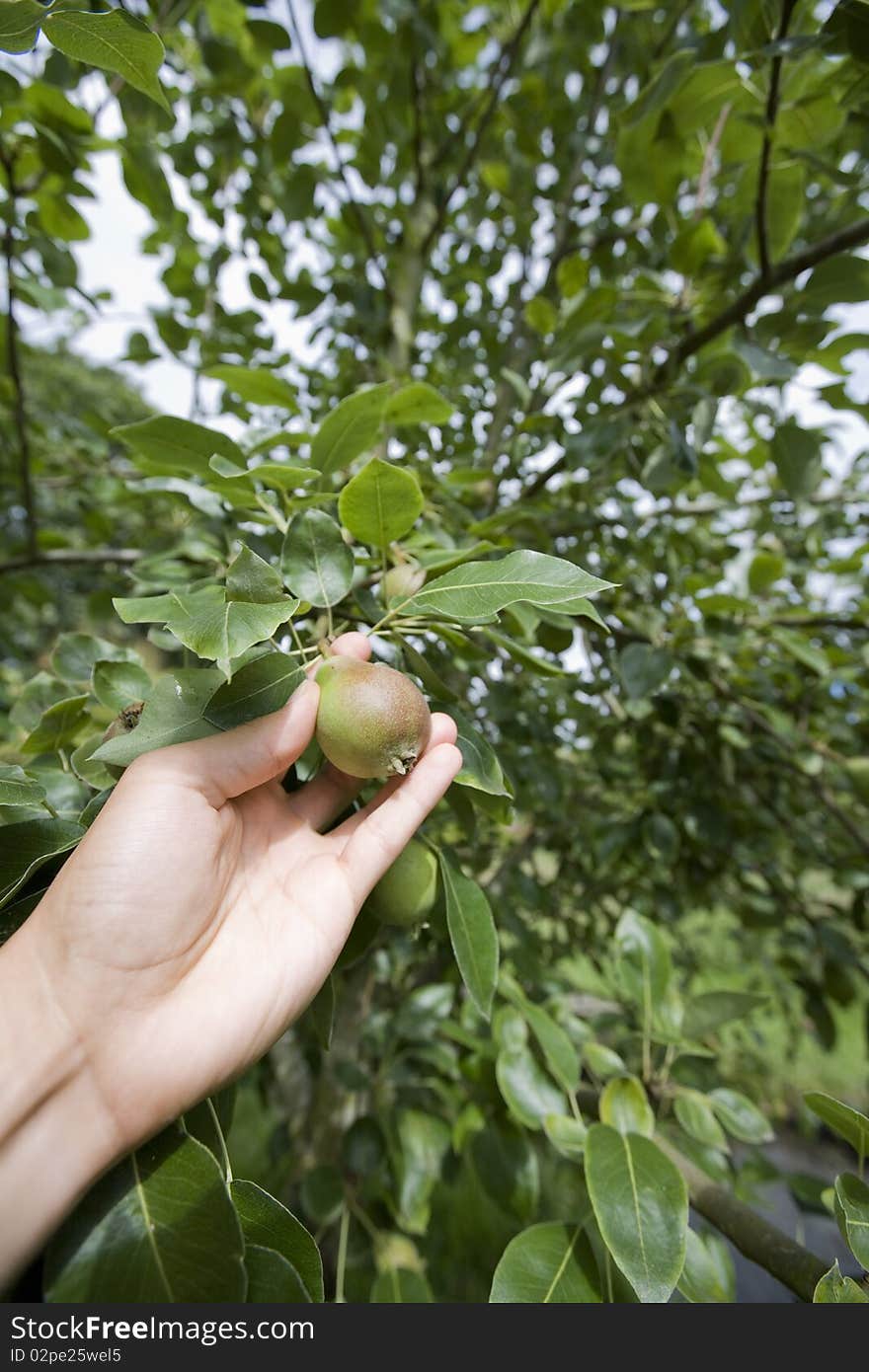 Picking a pear from tree