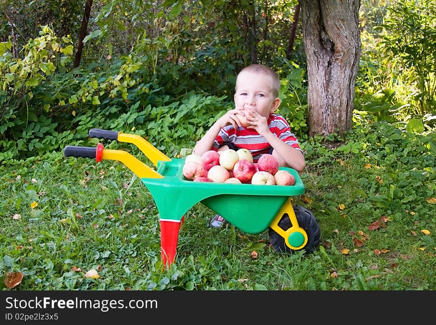 Happy boy with a wheelbarrow full of apples in the garden. Happy boy with a wheelbarrow full of apples in the garden