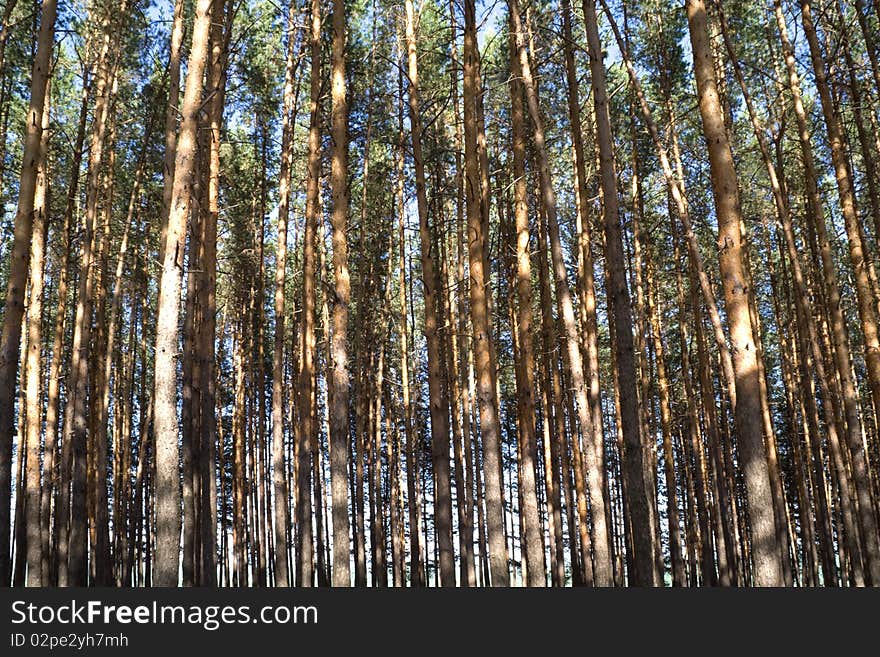 Pine forest, tall thin pines svoly lighting sun has. Pine forest, tall thin pines svoly lighting sun has