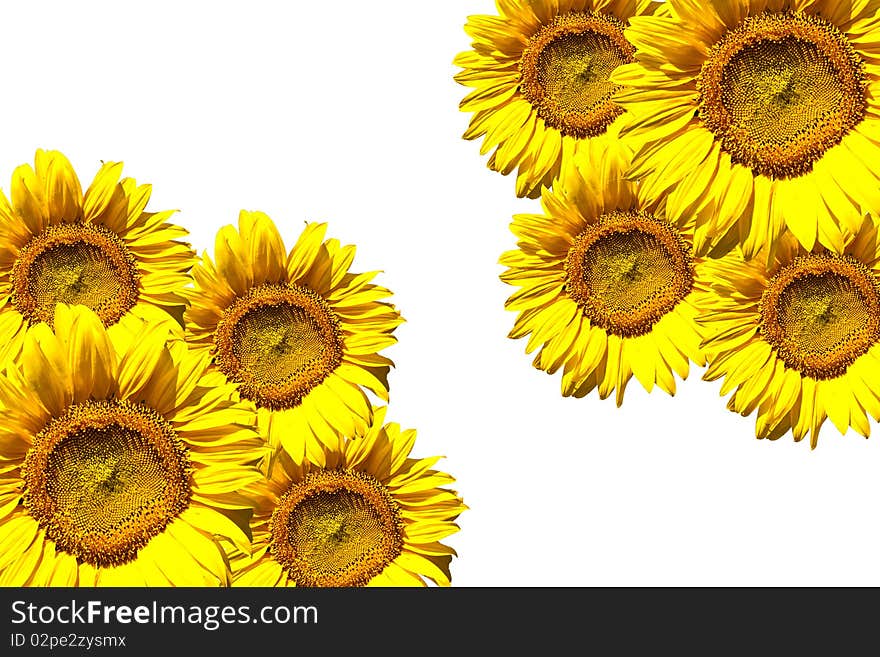 Yellow Sunflower isolated on white background