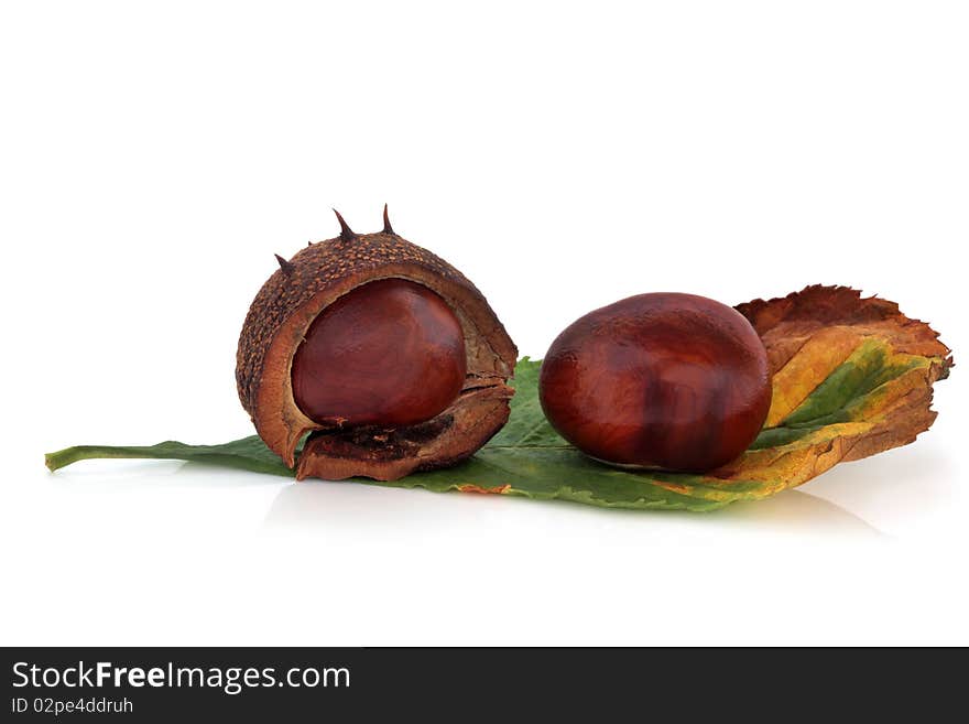 Conkers whole with one in a husk with leaf, isolated over white background with reflection. Castanea.