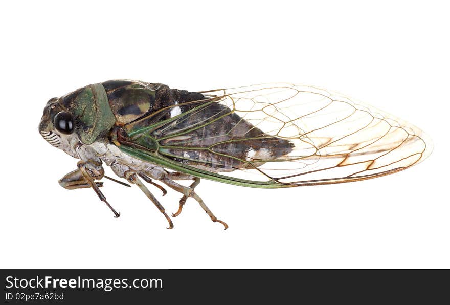 Cicada, Tibicen linnei