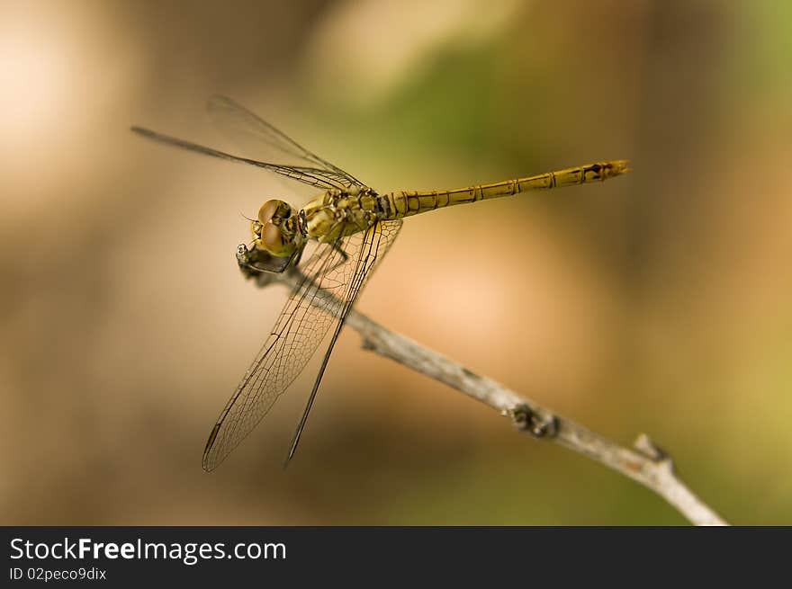 The dragonfly on grass close-up