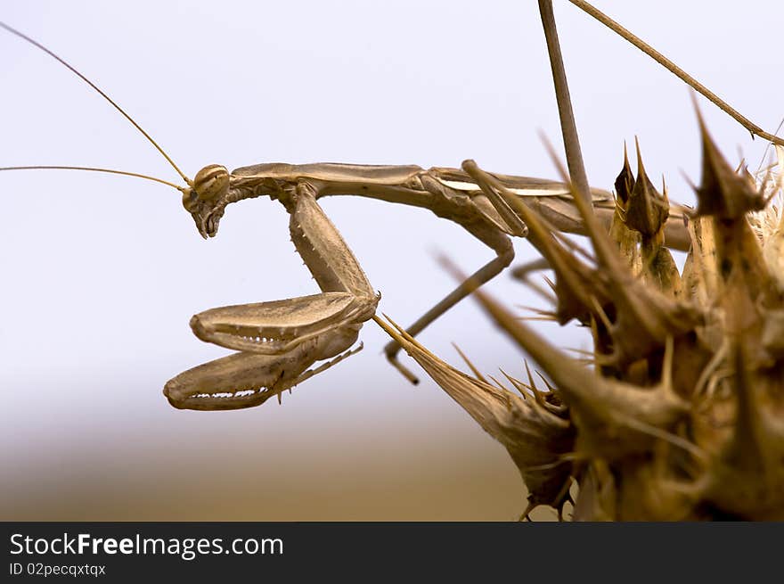 Bolivaria brachyptera mantis posing on dry grass. Bolivaria brachyptera mantis posing on dry grass