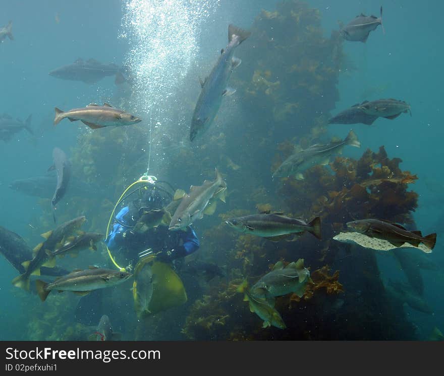 Diver feeding fish, Atlantic Sea Park, Norway