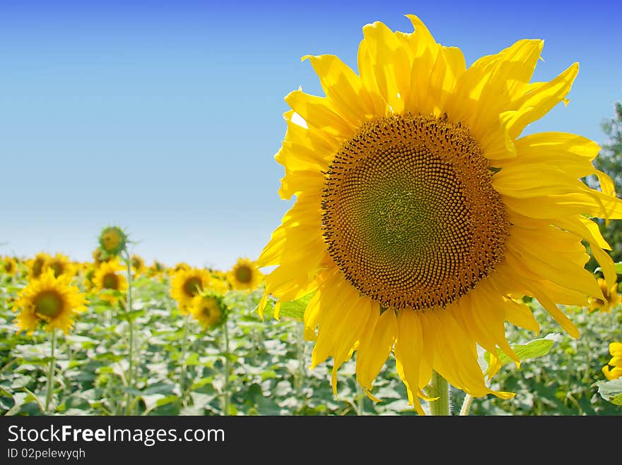 Sunflowers field with blue sky