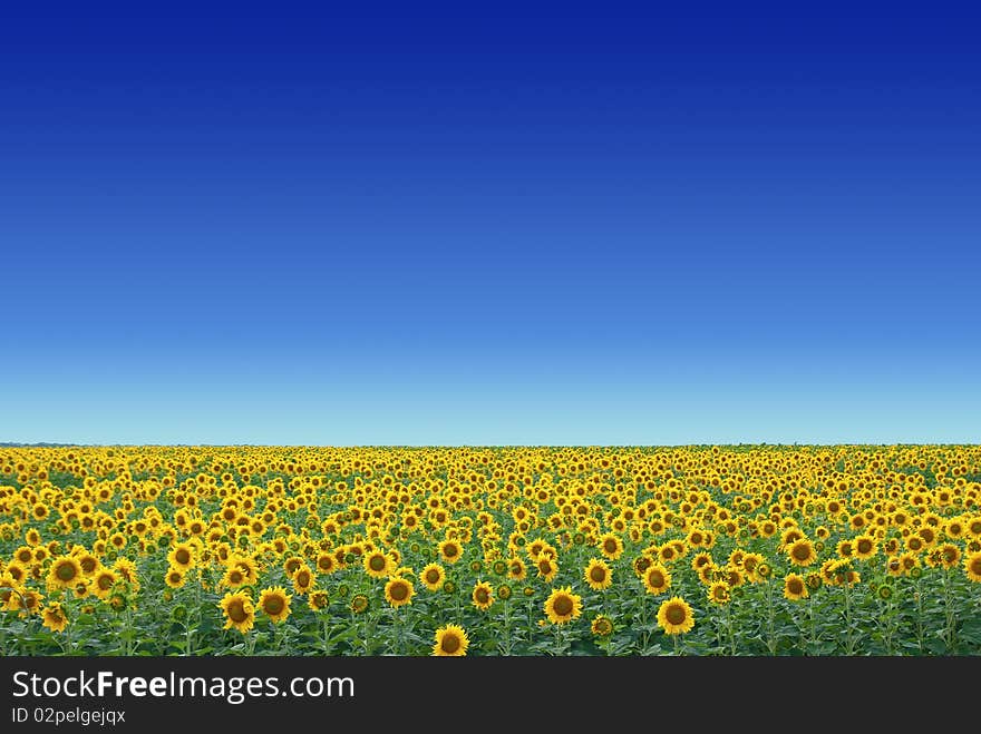 Sunflower field with blue sky