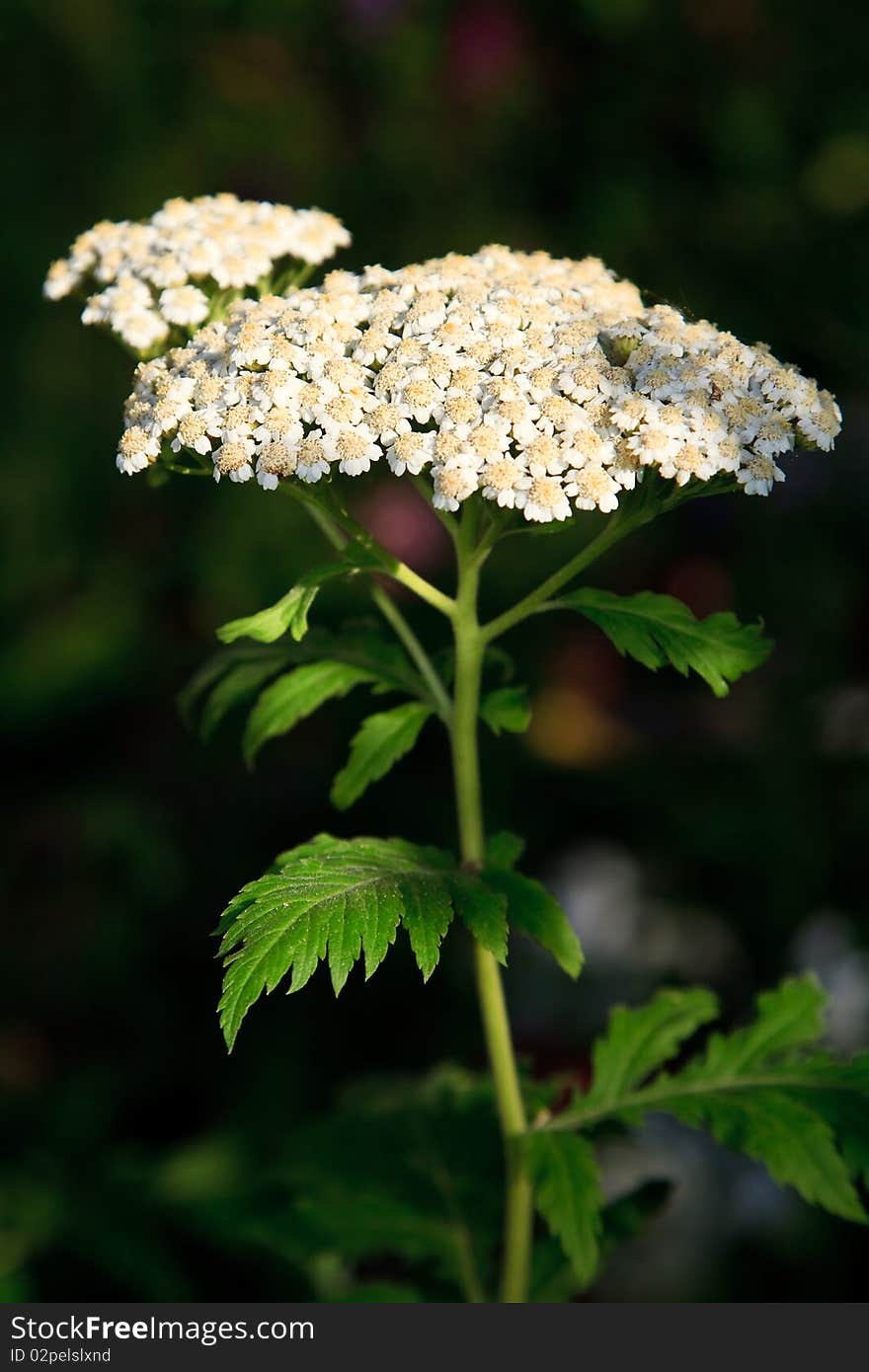 White apiaceae flower bloom as a close up