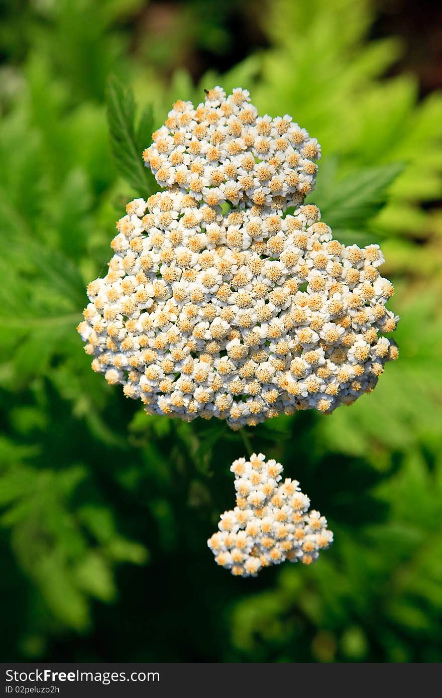 White apiaceae flower as a close up