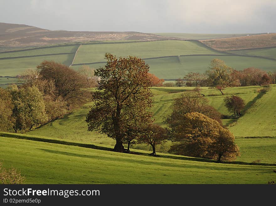 Yorkshire - Autumn view of meadow and trees