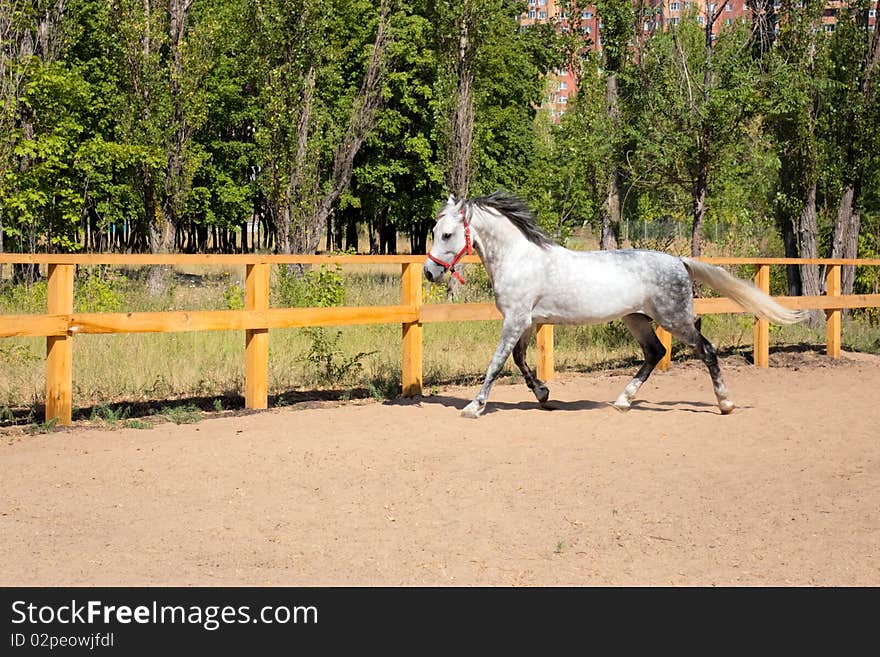 Spotted horse was galloping fast across field along fence. Spotted horse was galloping fast across field along fence