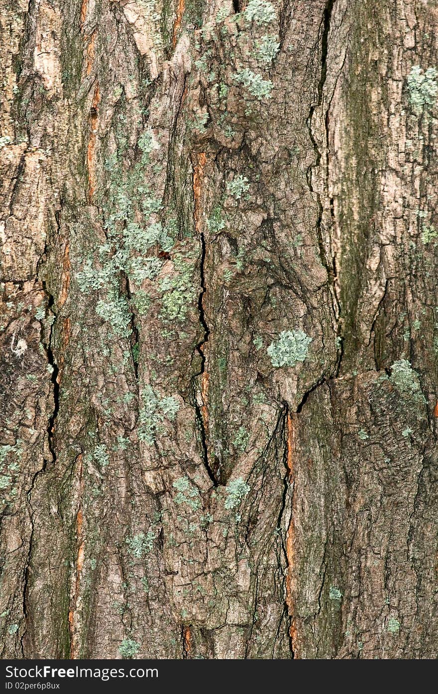 Bark of tree