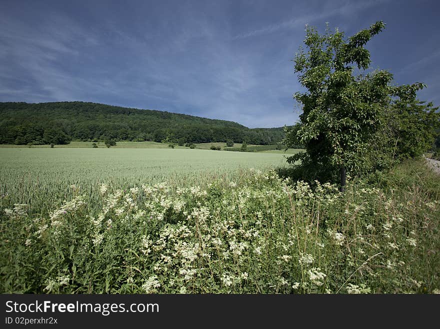 Wheat Field