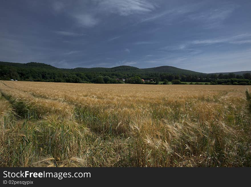 Wheat Field