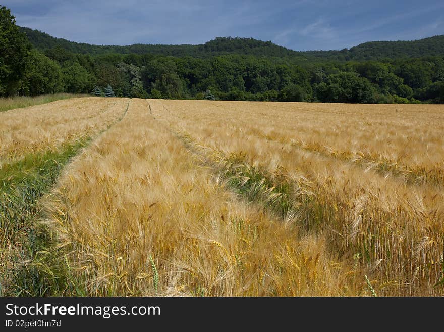 Wheat Field