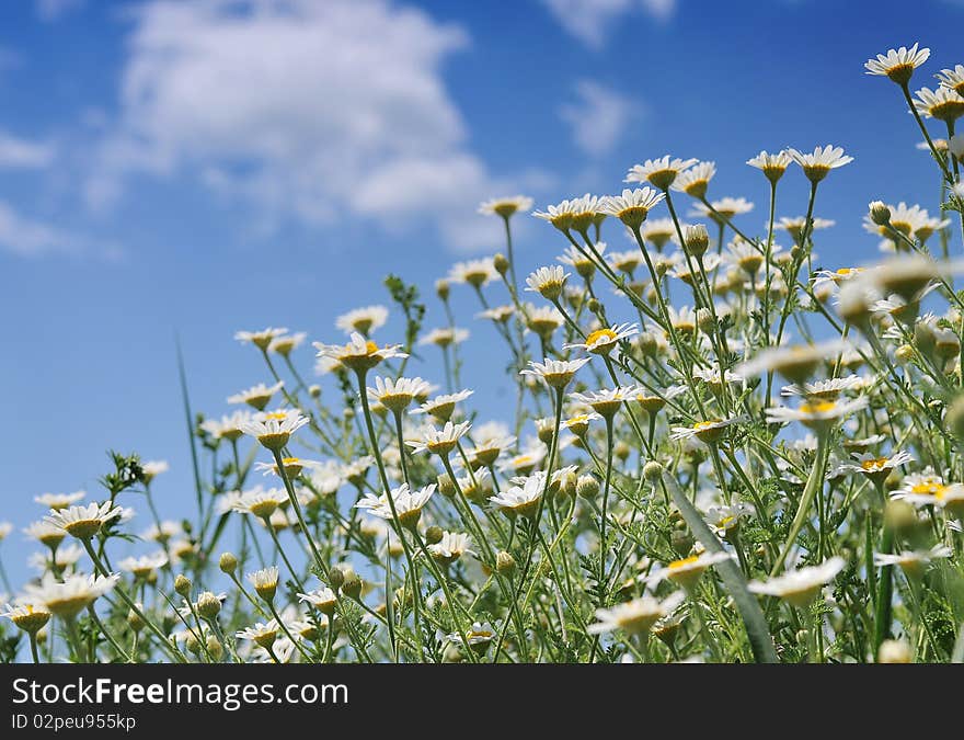 Marguerite