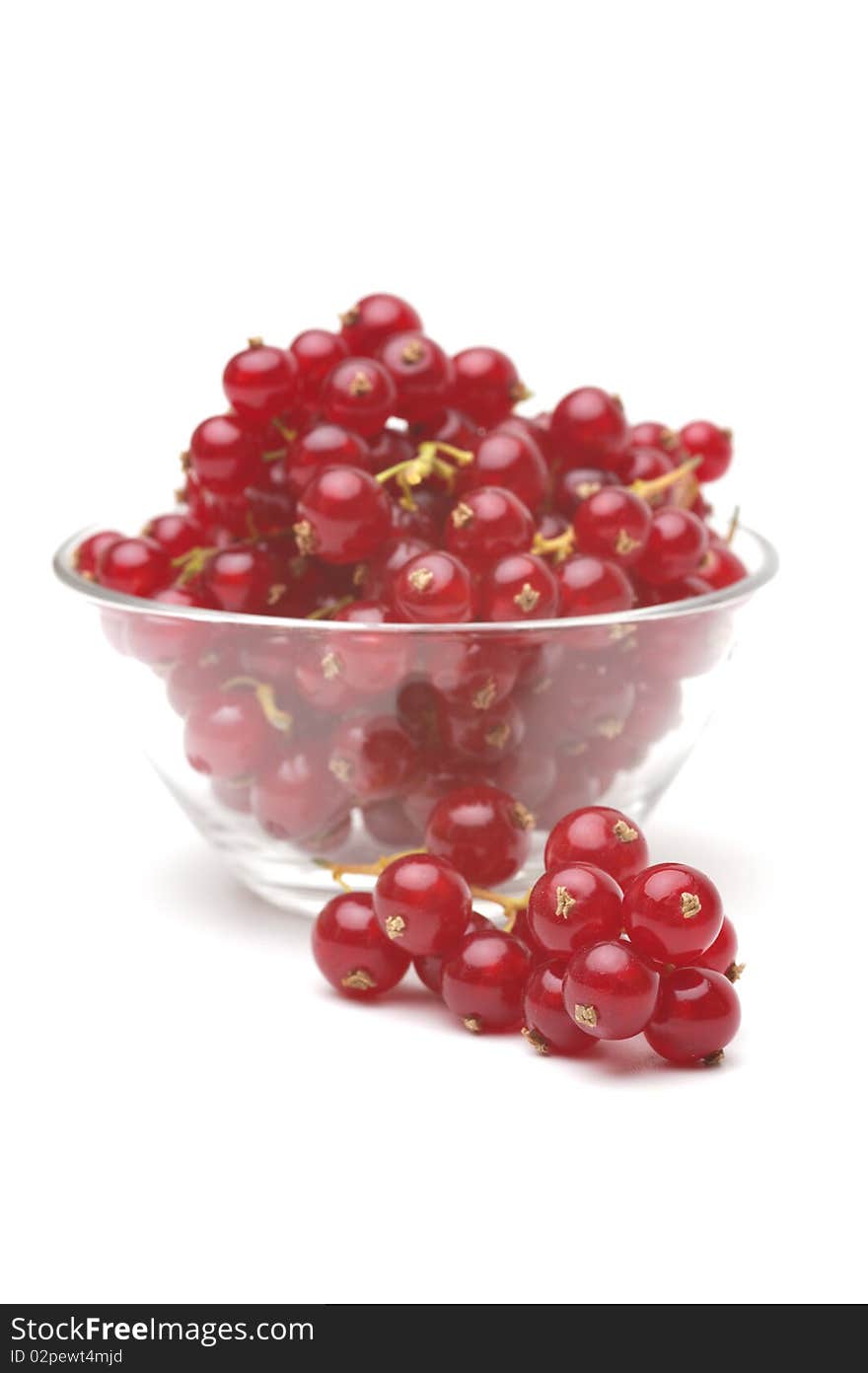 Red Currant