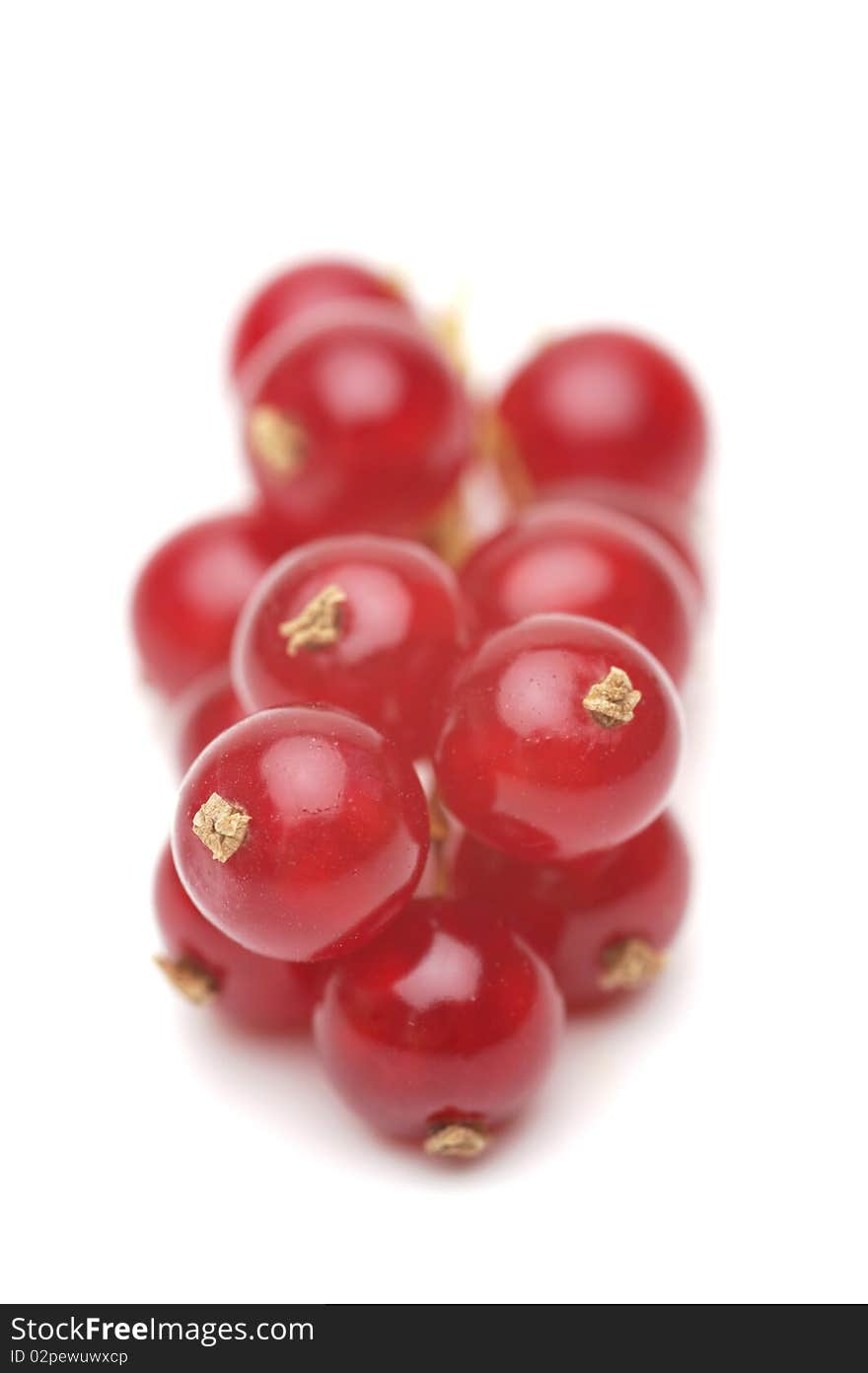 Red currant